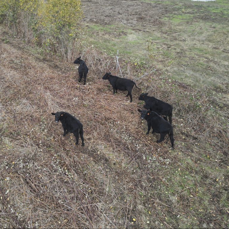 aerial surveying of livestock cattle