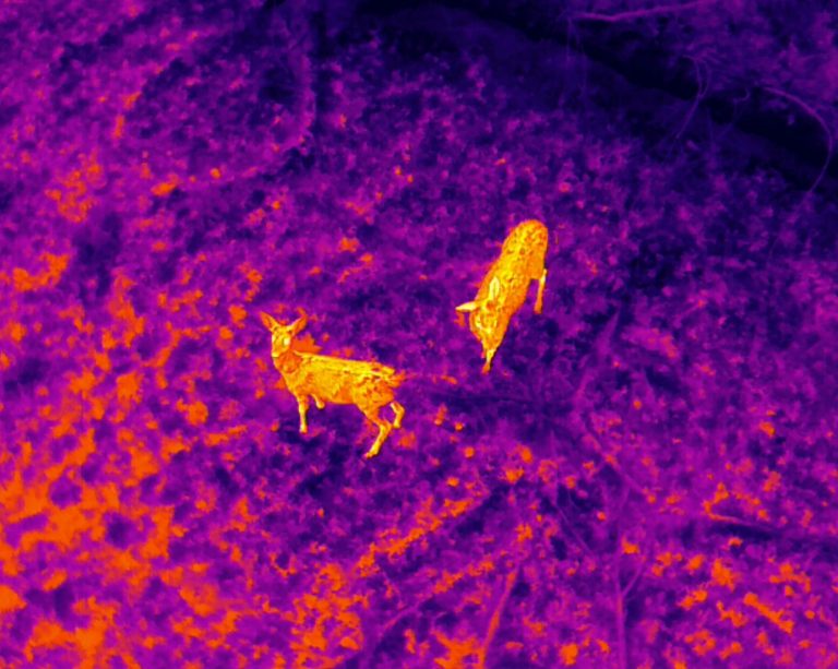 drone aerial thermal image of deer