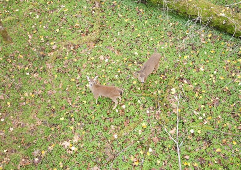 drone aerial photo of deer