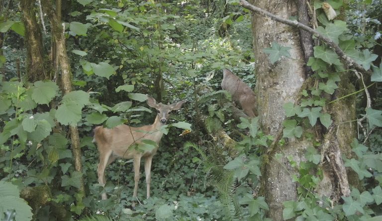 aerial drone photo of deer - survey for wildlife management